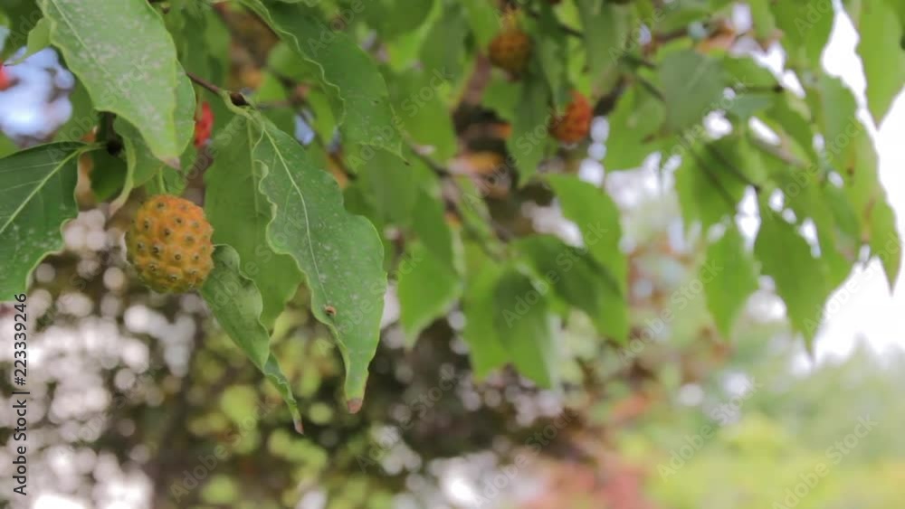 Light berry hanging from tree leaves slider Light berry hanging from tree leaves slider