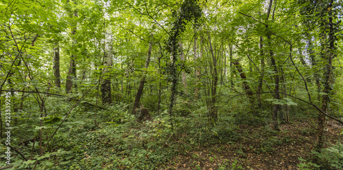 green forest background 