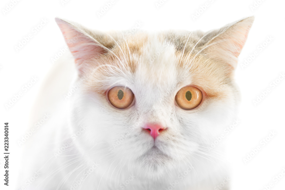 White Scottish Straight purebred cat with big yellow eyes isolated on white background