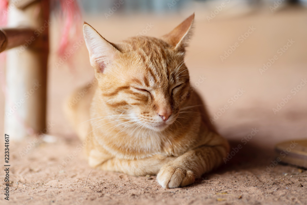 Ginger cat is sleeping on the ground, pet at home