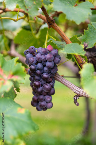 Grande grappolo d’uva nera sulla vite nel vigneto