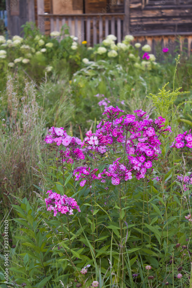 Flowers Phloxes in the grass near a wooden farmhouse. Flowers Phloxes in the grass near a wooden farmhouse.