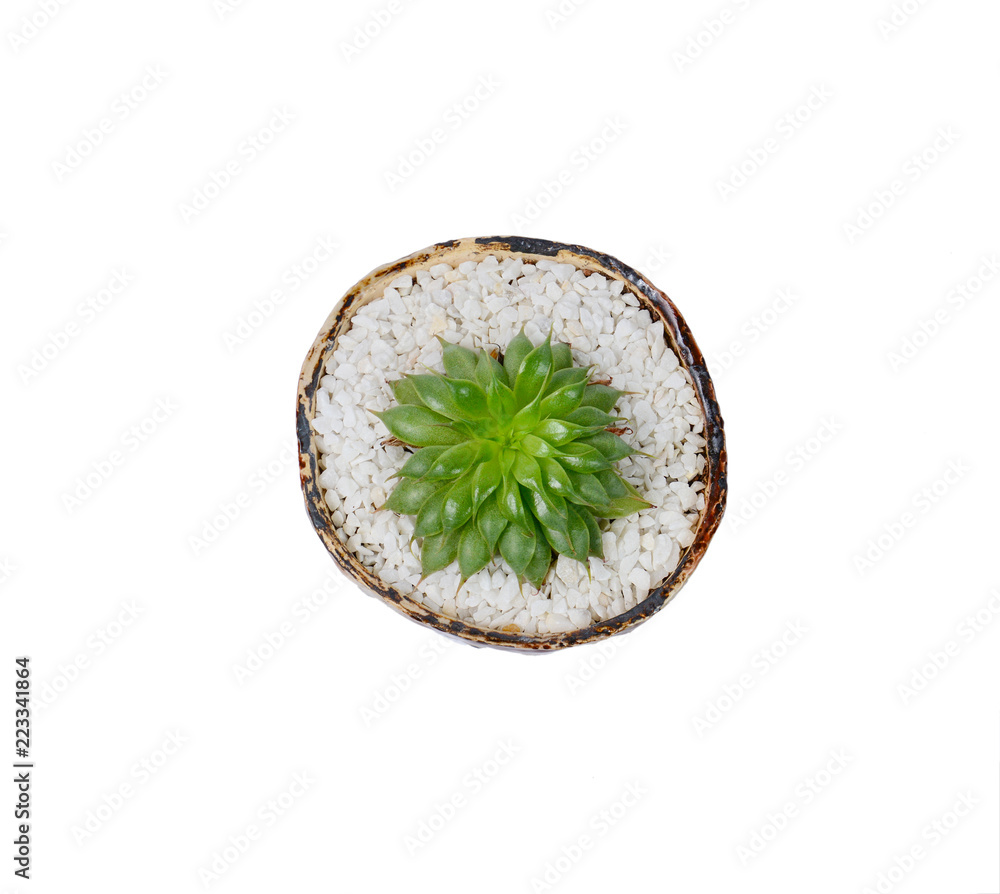 Closeup of succulents plants in pot isolated on white. Closeup of succulents plants in pot isolated on white.