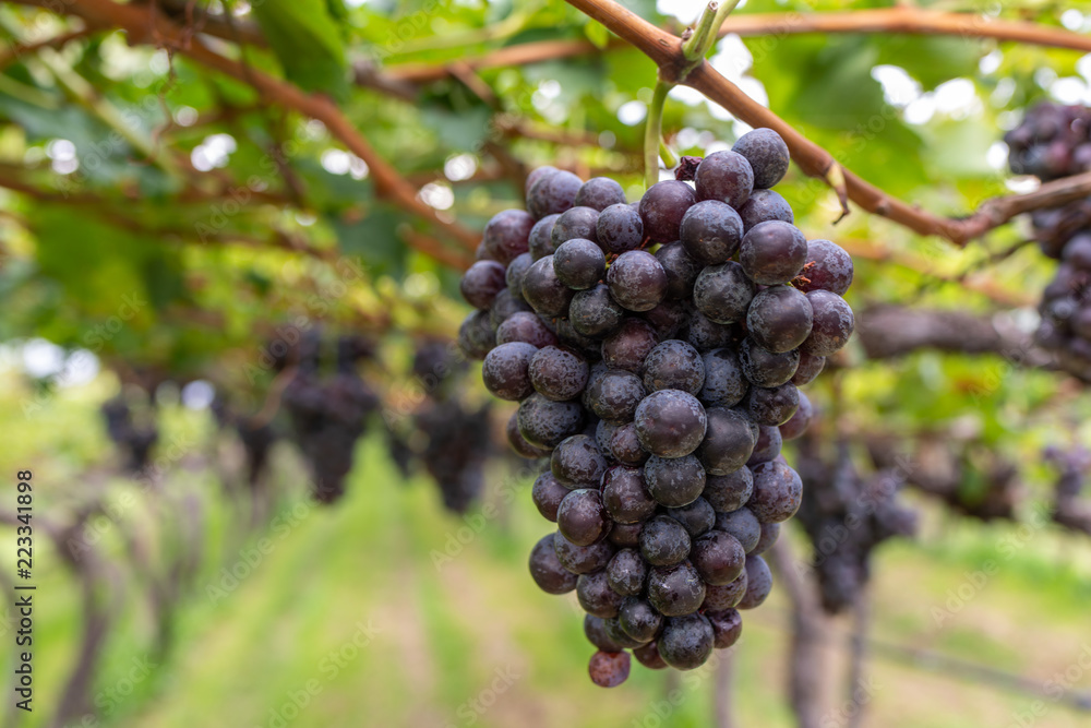 Grappoli d’uva nera sulla vite nel vigneto