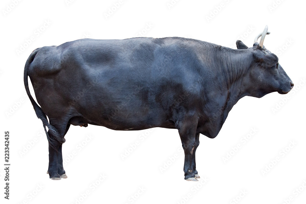 Obraz black color bull isolated on white