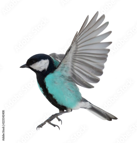 closeup of flying isolated cyan tit