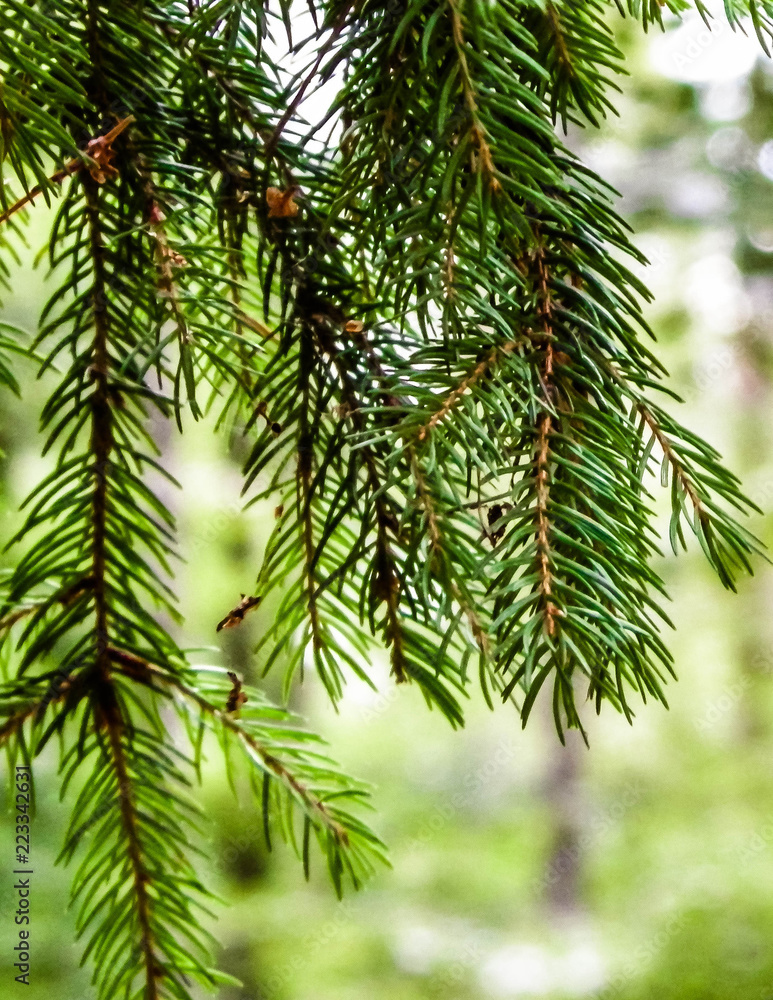 Close up of spruce branch. Close up of spruce branch.