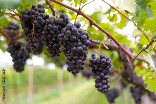 Grappoli d’uva nera sulla vite nel vigneto