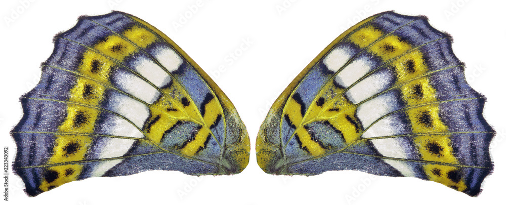 Naklejka premium blue and yellow butterfly wing on white