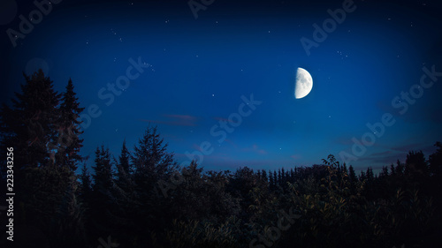 Dark Forest Night With Bright Big Moon And Stars - Beautiful Landscape Background
