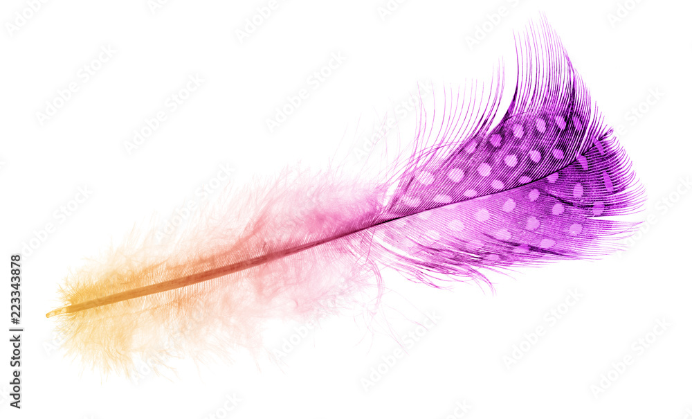 fluffy straight colored feather in light spots on white fluffy straight colored feather in light spots on white