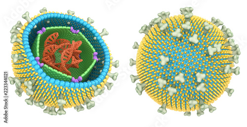 Epstein-Barr virus internal structure. 3d illustration isolated in white photo