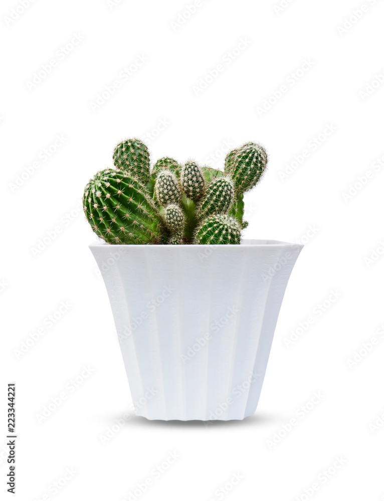 Cactus of succulents plants in pot isolated on white background. Cactus of succulents plants in pot isolated on white background.