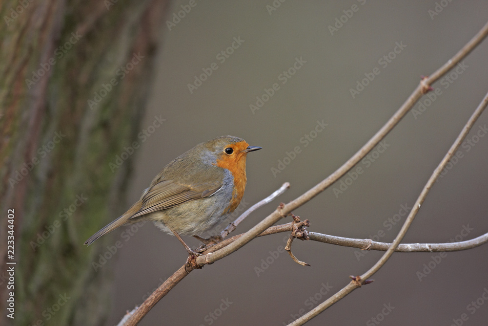 Robin