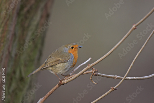 Robin