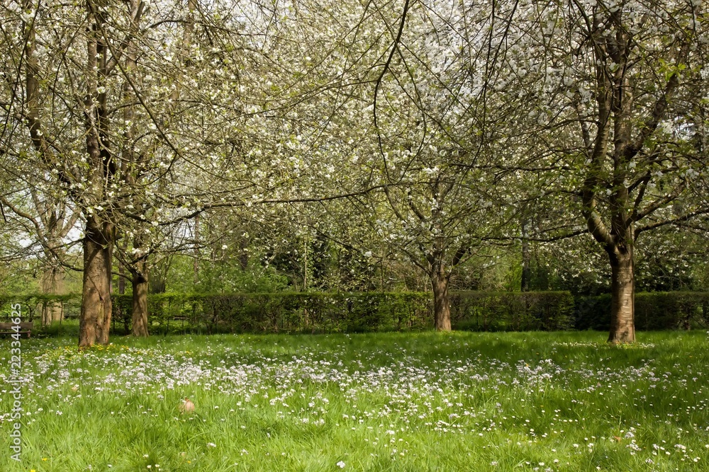 Obraz premium Quatre cerisiers en fleurs au printemps (Près de Paris, France). 