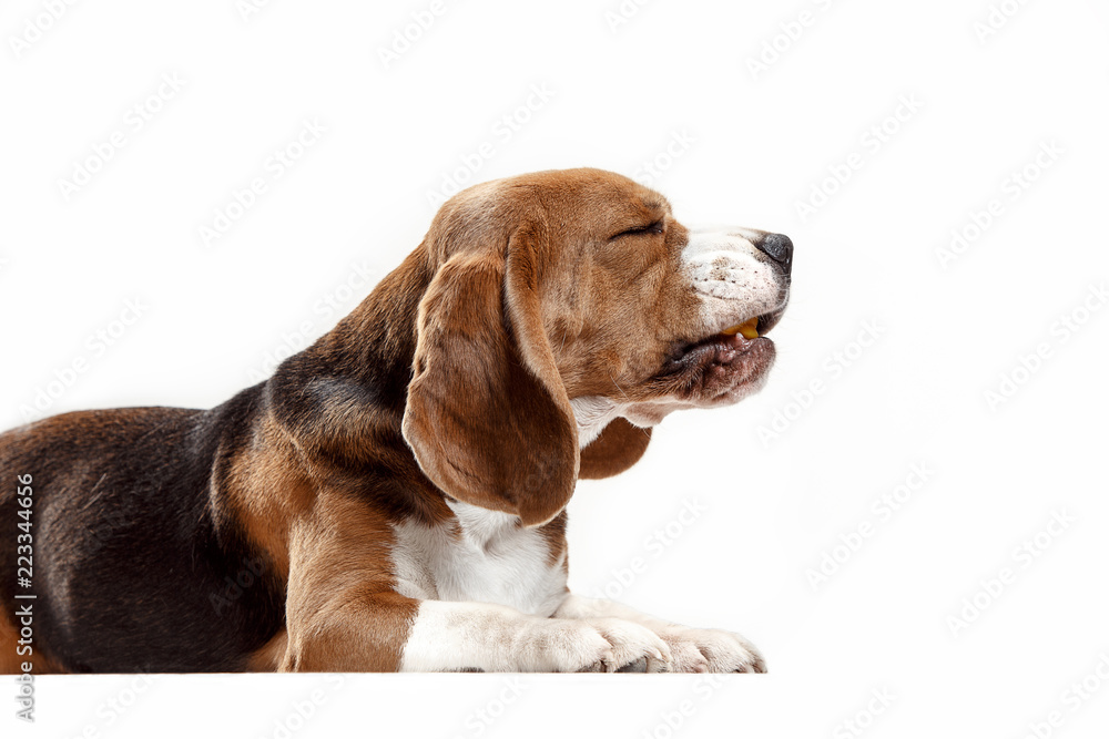 Front view of cute beagle dog sitting, isolated on a white studio background