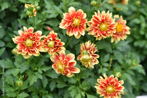 Fototapeta Naklejka Na Ścianę i Meble -  Dahlia rouge et jaune