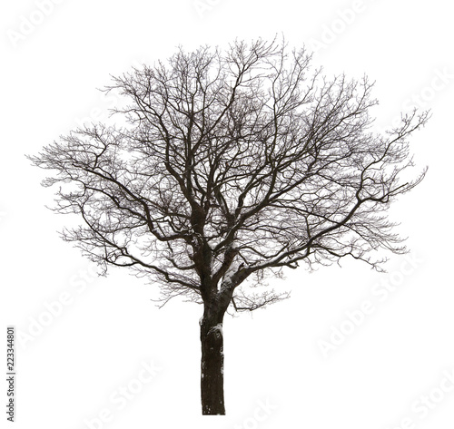 isolated bare oak in light snow
