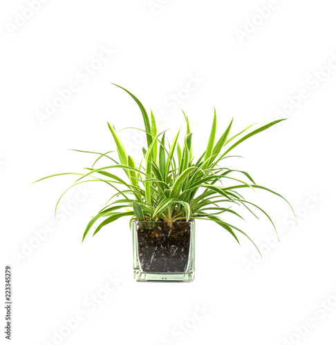 Spider plant,Closeup of succulents plants in pot isolated on white.