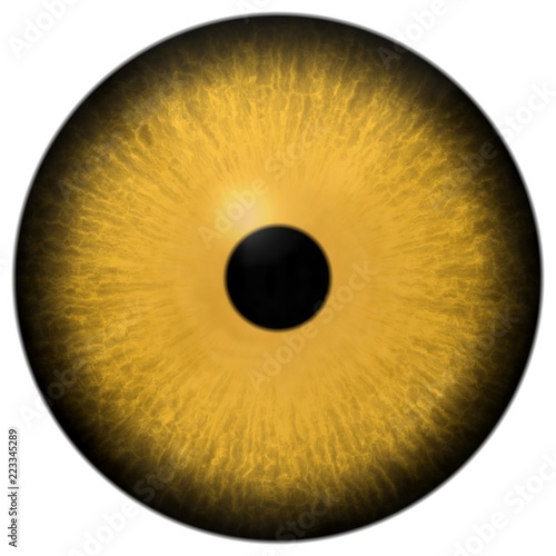 Animal predator cats eyeball, 3d eye with isolated white background, yellow eye