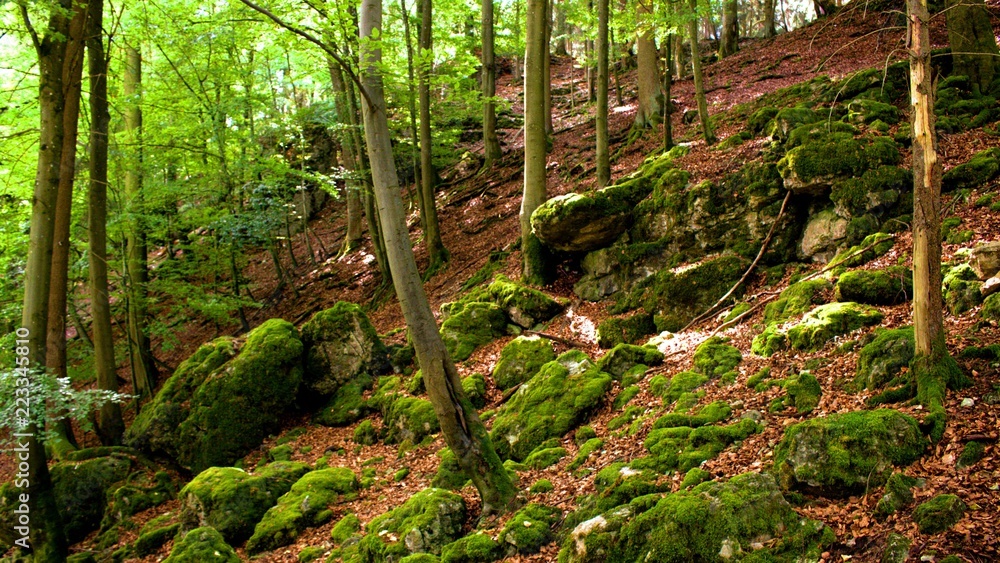 wald am hügel mit bäumen und felsen bewachsen mit moos wald am hügel mit bäumen und felsen bewachsen mit moos