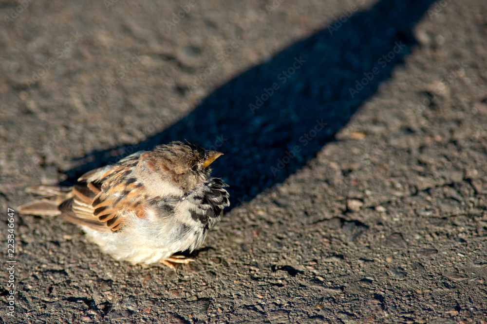 Small sparrow bird sits on asphalt Small sparrow bird sits on asphalt