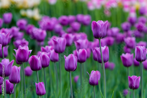 trawnik-z-fioletowymi-tulipanami