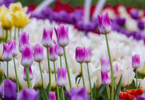 white pink tulips against the background of tulips of different colors