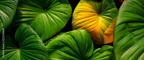 Pattern of green leaves, for use as a background.
