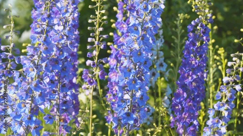 Blue flower is the delphinium