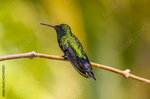 Emerald-chinned Hummingbirds ,Abeillia abeille photo