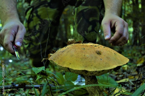 человек срезает гриб в лесу