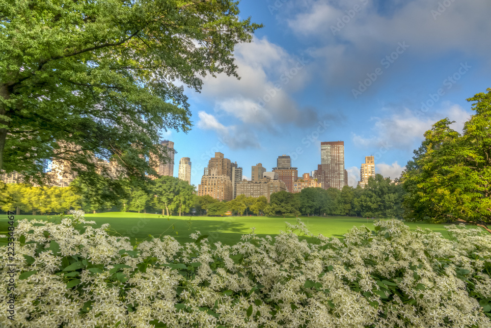 Central Park, New York City, sheep meadow