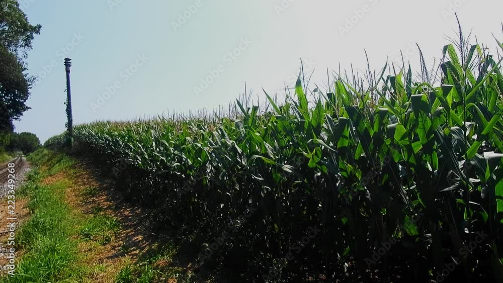 Amish Corn Fields almost ready for Harvesting Amish Corn Fields almost ready for Harvesting
