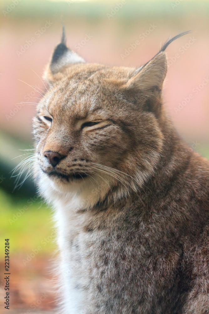 Obraz premium Piękny z bliska miękki portret ryś euroazjatyckiego (Lynx lynx)