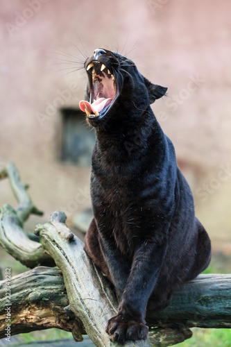 Yawning black panther (African leopard (Panthera pardus pardus)) in captivity