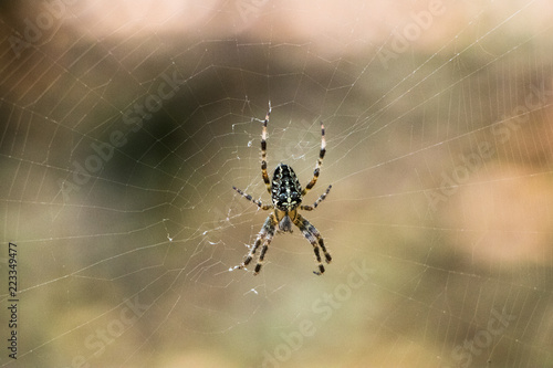 Spider in the woods net forest insects nature