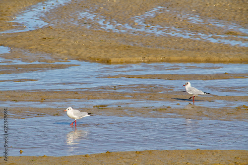 Baie d'Authie photo