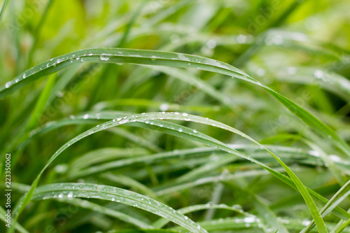 green autumn grass with raindrops close-up