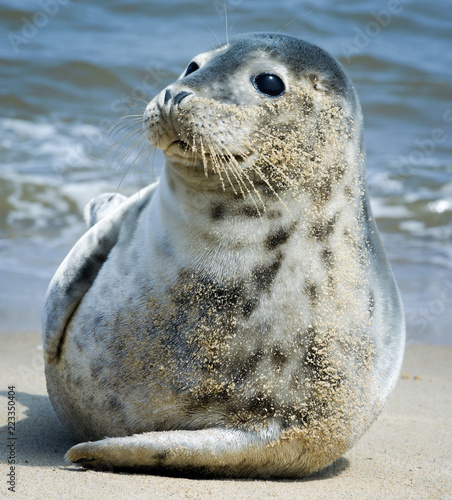 seal on the beach photo
