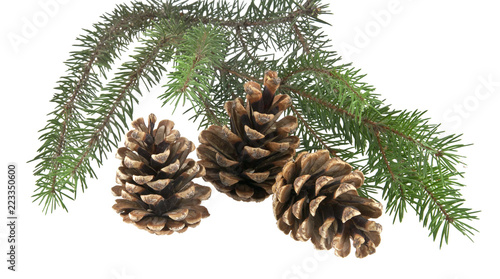 branch of Christmas tree and three cones isolated on white background