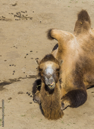 Valokuva beautiful animal portrait a camel chewing in close up