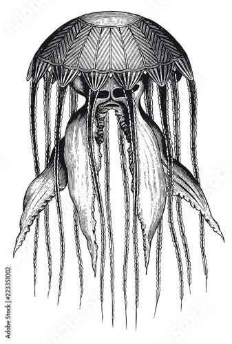 Vector High Detail Monstrous Jellyfish Engraving