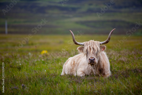 Highlands Cow, vacas de la isla de Skye