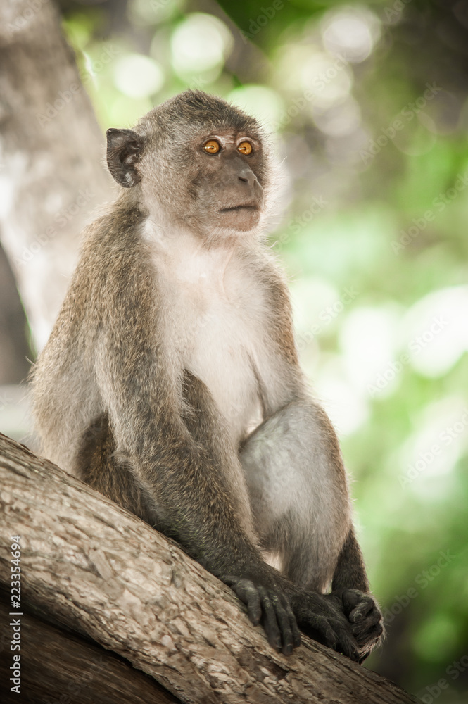 Portrait of long tailed macaque monkey in his natural environmen Portrait of long tailed macaque monkey in his natural environmen