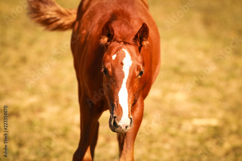 .Foal in portrait in the sunshine on the pasture.