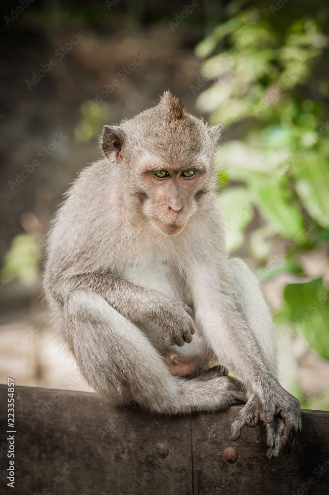 Portrait of long tailed macaque monkey in his natural environmen