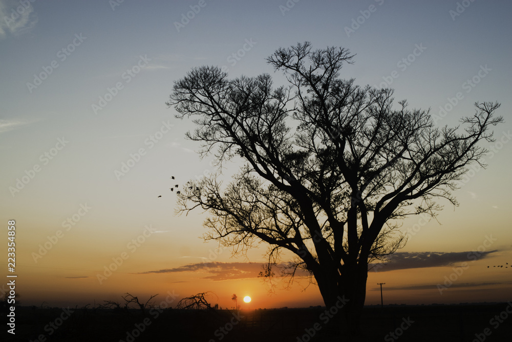 Tree silhouette at sunrise in Brazil 