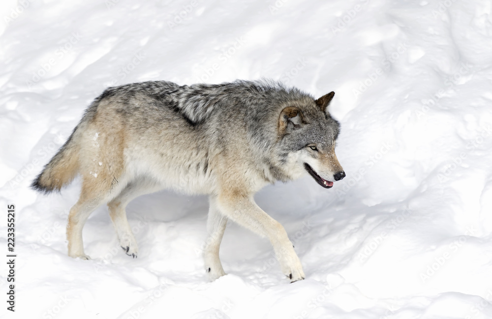 Naklejka premium A lone Timber wolf or Grey Wolf (Canis lupus) isolated on white background walking in the winter snow in Canada